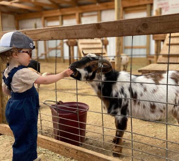 Petting Zoo